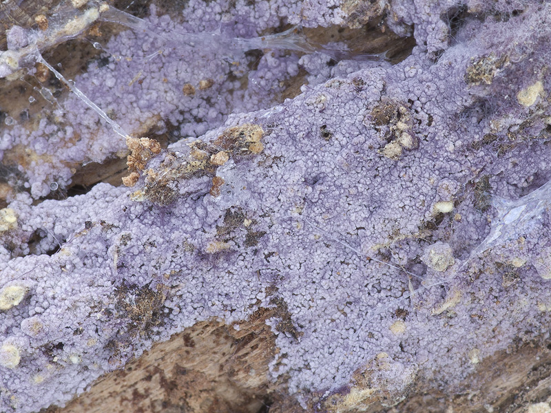 Hypochnella violacea